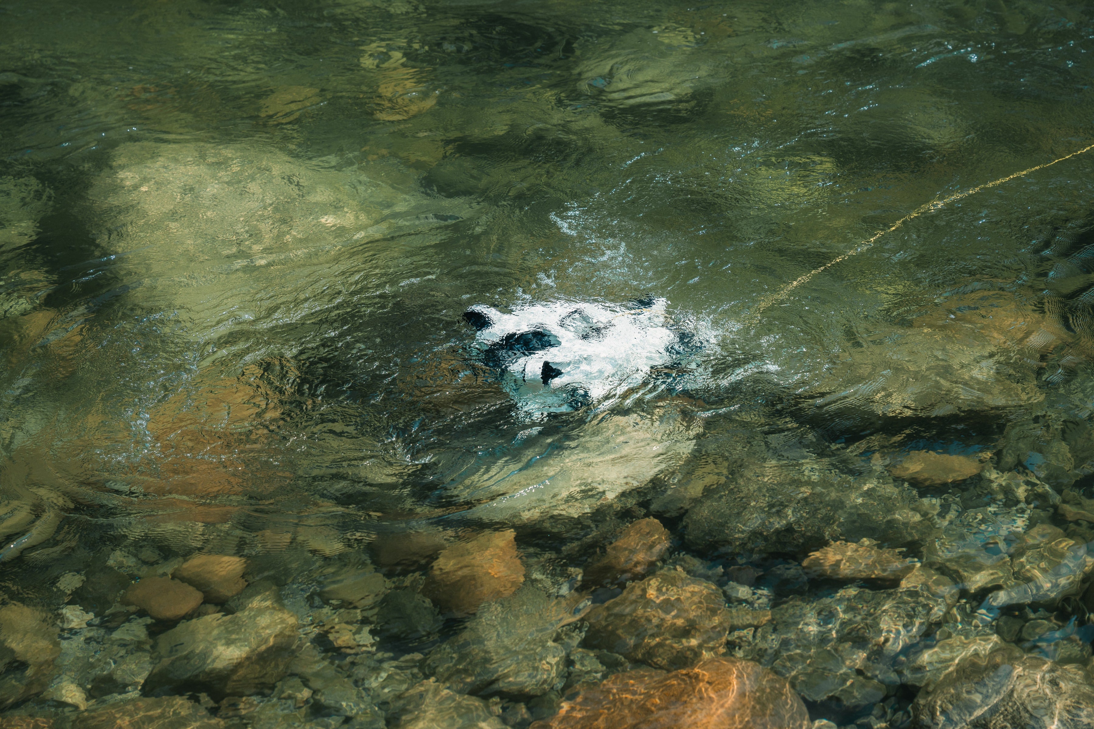 Tethys Robotics Tethys One