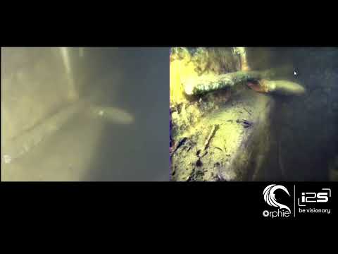 Load video: OrphieCam 3000